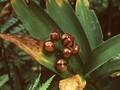 Smilacina stellata Image 1