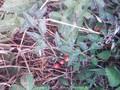 Solanum dulcamara Image 2