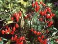 Solanum dulcamara Image 1