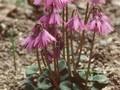 Soldanella montana Image 1