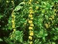 Solidago caesia Image 1