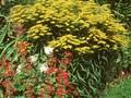 Solidago Crown of Rays Image 1