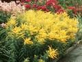 Solidago Golden Gate Image 1