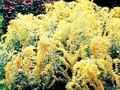 Solidago Golden Shower Image 1