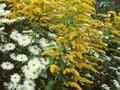 Solidago Goldwedel Image 1