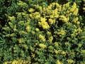 Solidago Laurin Image 1