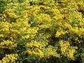 Solidago Ledsham Image 1