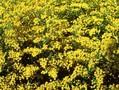 Solidago Leraft Image 1