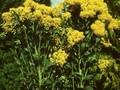 Solidago rigida Image 1