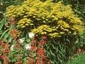 Solidago Strahlenkrone Image 1