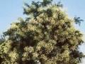 Sophora japonica Image 1