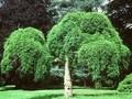 Sophora japonica Pendula Image 1
