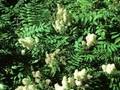 Sorbaria sorbifolia Image 1