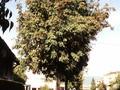 Sorbus aucuparia Image 1