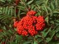Sorbus americana Image 1