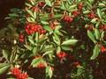 Sorbus arbutifolia Image 1