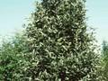 Sorbus aria Image 1