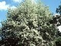 Sorbus aria Decaisnea Image 1