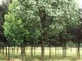 Sorbus aria Lutescens Image 1