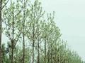 Sorbus aria Magnifica Image 1