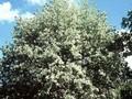 Sorbus aria Majestica Image 1