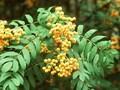 Sorbus arnoldiana Golden Wonder Image 1