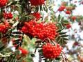 Sorbus aucuparia Dulcis Image 1