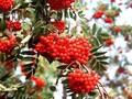 Sorbus aucuparia Edulis Image 1