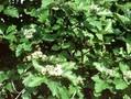 Sorbus austriaca Image 1