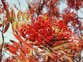 Sorbus commixta Image 1