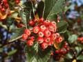 Sorbus graeca Image 1