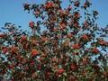 Sorbus hybrida Gibbsii Image 1