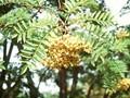 Sorbus intermedia Joseph Rock Image 1