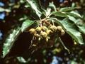 Sorbus latifolia Image 1