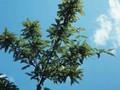 Sorbus prattii Image 1