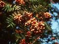 Sorbus Red Tip Image 1
