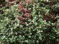 Sorbus reducta Image 1