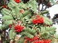 Sorbus scalaris Image 1