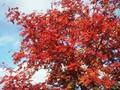 Sorbus serotina Image 1