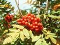 Sorbus thuringiaca Image 1
