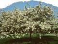 Sorbus toringo Image 1