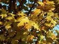 Sorbus torminalis Image 1