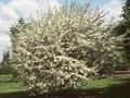 Sorbus trilobata Image 1