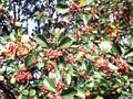 Sorbus umbellata Image 1