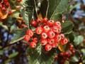 Sorbus umbellata var cretica Image 1