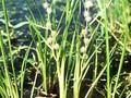 Sparganium emersum Image 1