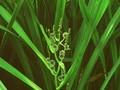 Sparganium ramosum Image 1