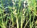 Sparganium simplex Image 1