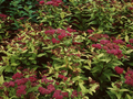 Spiraea japonica Goldflame Image 1