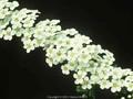 Spiraea arguta Image 1